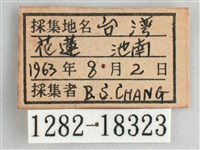 鋸粉蝶藏品圖，第3張