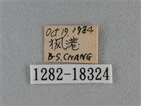 細灰蝶藏品圖，第3張