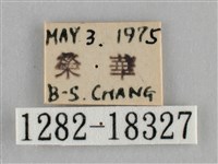 纖粉蝶藏品圖，第3張