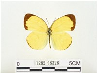 島嶼黃蝶、江崎黃蝶藏品圖，第1張