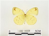 島嶼黃蝶、江崎黃蝶藏品圖，第2張