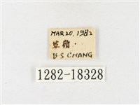 島嶼黃蝶、江崎黃蝶藏品圖，第3張