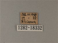 殘眉線蛺蝶藏品圖，第3張