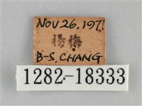 雌擬幻蛺蝶、雌紅紫蛺蝶藏品圖，第3張