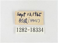 島嶼黃蝶、江崎黃蝶藏品圖，第3張