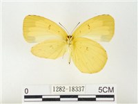 島嶼黃蝶、江崎黃蝶藏品圖，第2張