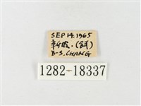 島嶼黃蝶、江崎黃蝶藏品圖，第3張