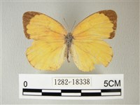 荷氏黃蝶藏品圖，第1張