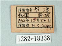 荷氏黃蝶藏品圖，第3張