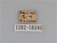 亮色黃蝶藏品圖，第3張