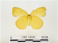 島嶼黃蝶、江崎黃蝶藏品圖，第2張