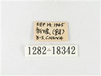 島嶼黃蝶、江崎黃蝶藏品圖，第3張