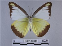 異色尖粉蝶藏品圖，第2張