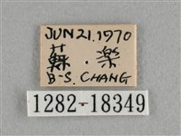 異色尖粉蝶藏品圖，第3張