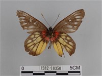 豔粉蝶藏品圖，第2張