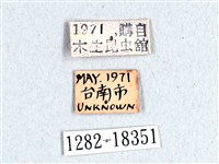 翠斑青鳳蝶藏品圖，第3張