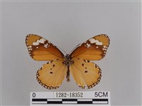 樺斑蝶藏品圖，第2張