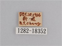 樺斑蝶藏品圖，第3張