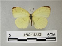 荷氏黃蝶藏品圖，第1張