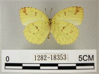 荷氏黃蝶藏品圖，第2張