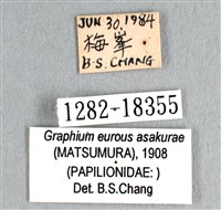 劍鳳蝶藏品圖，第3張