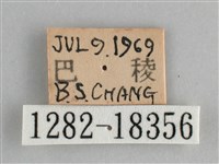 臺灣環蛺蝶藏品圖，第3張