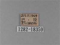 殘眉線蛺蝶藏品圖，第3張