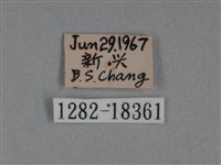 枯葉蝶藏品圖，第3張