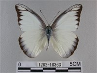 異色尖粉蝶藏品圖，第1張