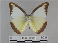 異色尖粉蝶藏品圖，第2張