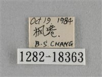 異色尖粉蝶藏品圖，第3張