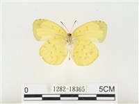 島嶼黃蝶、江崎黃蝶藏品圖，第2張