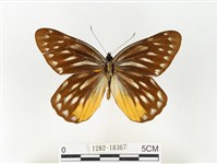 黃裙豔粉蝶藏品圖，第1張