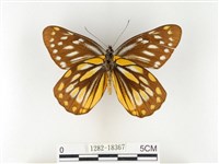 黃裙豔粉蝶藏品圖，第2張