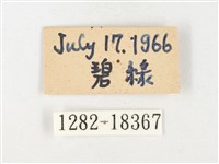 黃裙豔粉蝶藏品圖，第3張