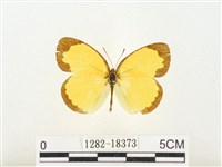 島嶼黃蝶、江崎黃蝶藏品圖，第1張