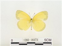 島嶼黃蝶、江崎黃蝶藏品圖，第2張