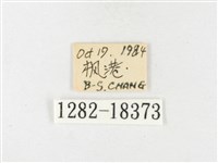 島嶼黃蝶、江崎黃蝶藏品圖，第3張