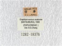 黑尾劍鳳蝶藏品圖，第3張