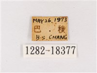 閃灰蝶藏品圖，第3張