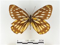 黃裙豔粉蝶藏品圖，第2張