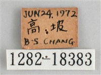 細帶環蛺蝶藏品圖，第3張