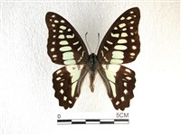 木蘭青鳳蝶藏品圖，第1張