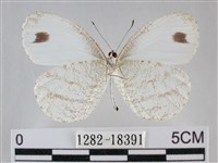 纖粉蝶、黑點粉蝶藏品圖，第2張