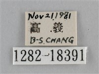 纖粉蝶、黑點粉蝶藏品圖，第3張