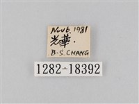 豆環蛺蝶藏品圖，第3張