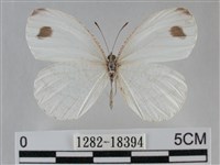 纖粉蝶藏品圖，第1張