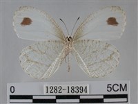 纖粉蝶藏品圖，第2張