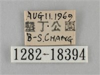 纖粉蝶藏品圖，第3張