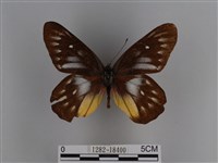 豔粉蝶藏品圖，第1張